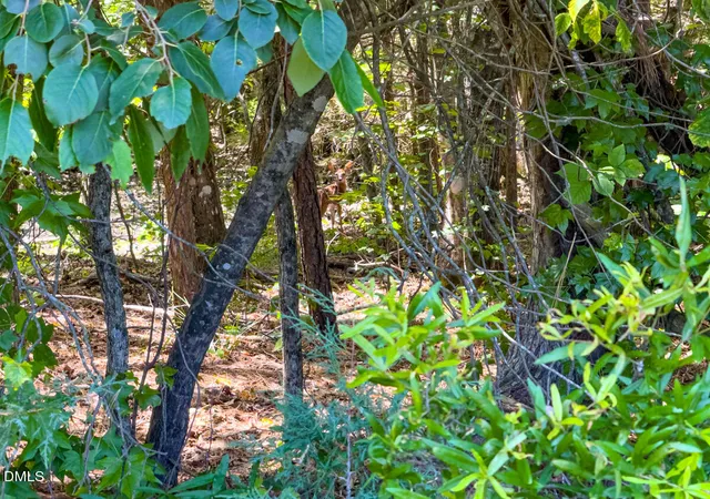 Photo 3 of Land for sale at 00 Oxford Rd, Rougemont, NC 27572 | MLS# 10188989 | Listing updated on 2026-08-27
