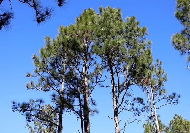 Photo 12 of Land for sale at Nc Hwy 130, Fairmont, NC 28340 | MLS# 756431 | Listing updated on 2026-04-20