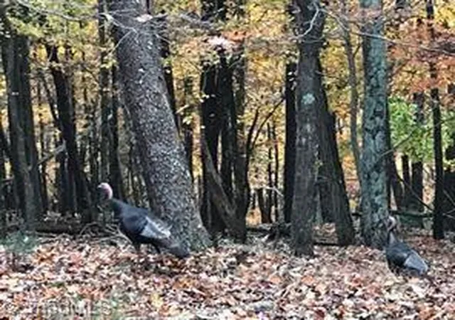 Photo 3 of Land for sale at 71 Grandview Dr, Traphill, NC 28685 | MLS# 1231805 | Listing updated on 2026-08-19