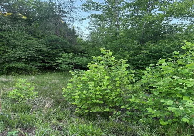 Photo 3 of Sale Pending at 0 Puckett Rd, Westfield, NC 27053 | MLS# 1222966 | Listing updated on 2026-08-31