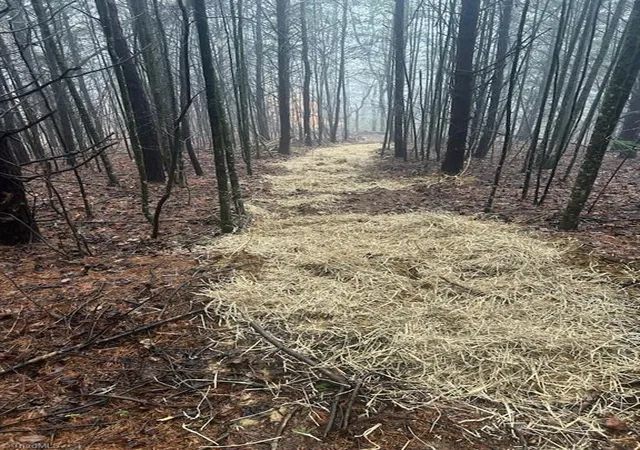Photo 3 of Land for sale at 00 Whitaker Chapel Rd #1, Pilot Mountain, NC 27041 | MLS# 1132591 | Listing updated on 2026-03-09