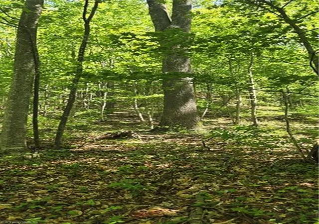 Photo 2 of Land for sale at 00 Goose Crk Ln, Ararat, VA 24053 | MLS# 1224426 | Listing updated on 2026-06-13
