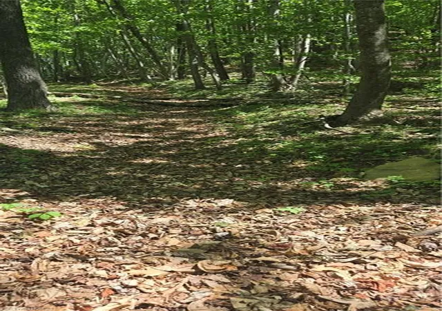 Photo 3 of Land for sale at 00 Goose Crk Ln, Ararat, VA 24053 | MLS# 1224426 | Listing updated on 2026-06-13