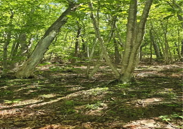 Photo 4 of Land for sale at 00 Goose Crk Ln, Ararat, VA 24053 | MLS# 1224426 | Listing updated on 2026-06-13