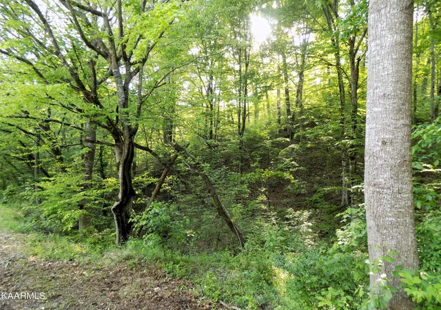Photo 3 of Land for sale at Par 02304 Driftwood Rd, Cosby, TN 37722 | MLS# 1232343 | Listing updated on 2026-05-27