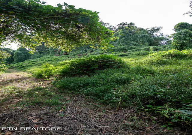 Photo 4 of Land for sale at 3696 Crown Point Rd, Louisville, TN 37777 | MLS# 1240524 | Listing updated on 2026-03-25