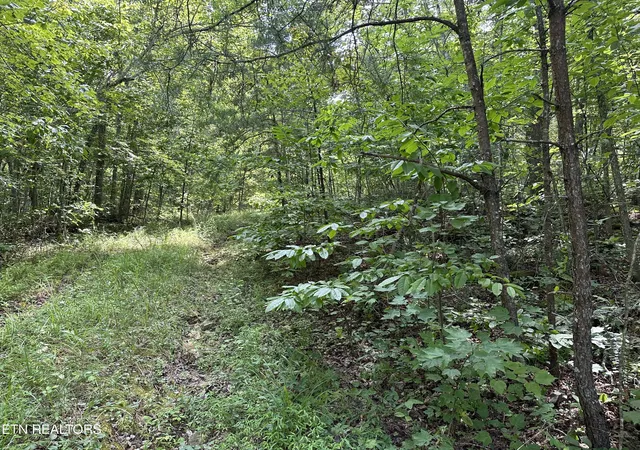 Homes for sale in Deer Lodge, TN | Anthony Rd, Deer Lodge, TN 37726 | MLS# 1274076