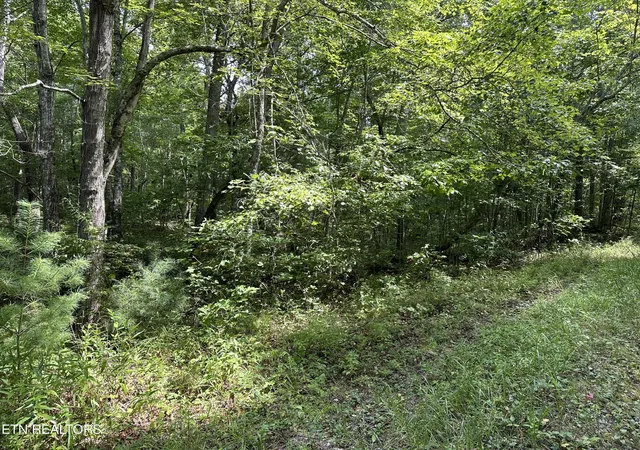 Homes for sale in Deer Lodge, TN | Anthony Rd, Deer Lodge, TN 37726 | MLS# 1274076