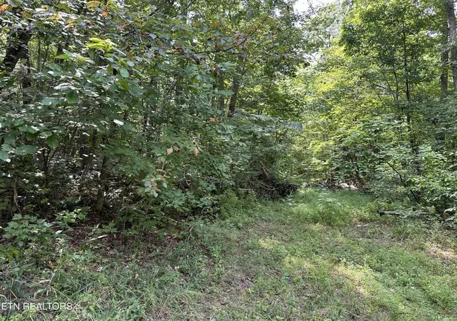Homes for sale in Deer Lodge, TN | Anthony Rd, Deer Lodge, TN 37726 | MLS# 1274076