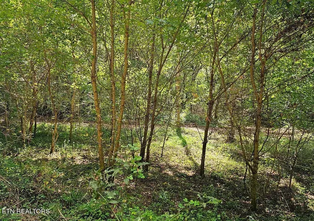 Photo 4 of Land for sale at 118Ac Mill Hollow Rd, Tazewell, TN 37879 | MLS# 1294419 | Listing updated on 2026-06-28