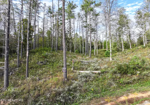 Photo 3 of Sale Pending at Long Branch Rd Off, Del Rio, TN 37727 | MLS# 1308511 | Listing updated on 2025-11-11