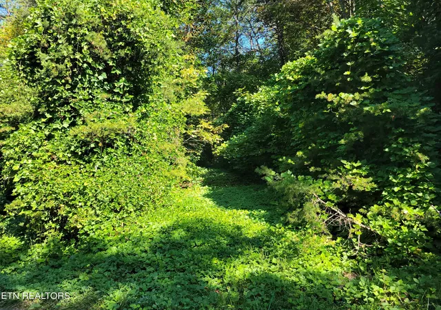 Photo 3 of Land for sale at Lot 39 Sugar Maple Way, Del Rio, TN 37727 | MLS# 1315979 | Listing updated on 2026-09-10