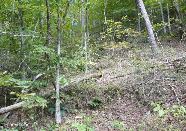 3rd image of Lower Caney Valley Rd, Tazewell, TN 37879 | MLS# 1317882