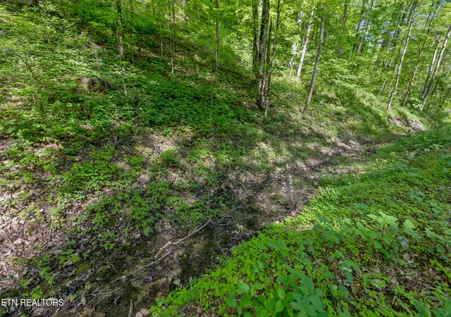 37th image of Bunch Hollow Rd, New Tazewell, TN 37825 | MLS# 1330426