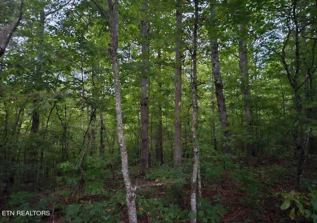 Homes for sale in Wilder, TN | 00 Sandy Rd N/O Rd, Wilder, TN 38589 | MLS# 1327770