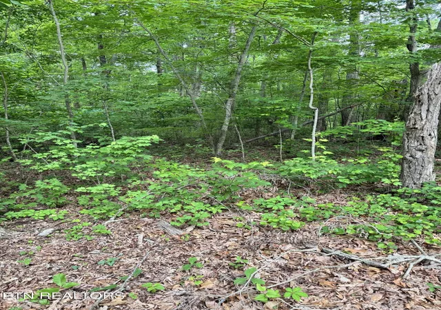 Photo 3 of Land for sale at Prettiest Sunset Way #Lot 5, Seymour, TN 37865 | MLS# 1333818 | Listing updated on 2026-09-04