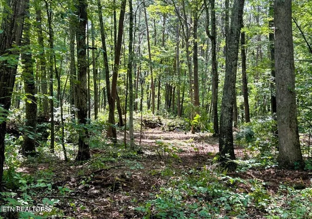 19th image of Tract 5 Pleasant Hill Rd, Ten Mile, TN 37880 | MLS# 1334663