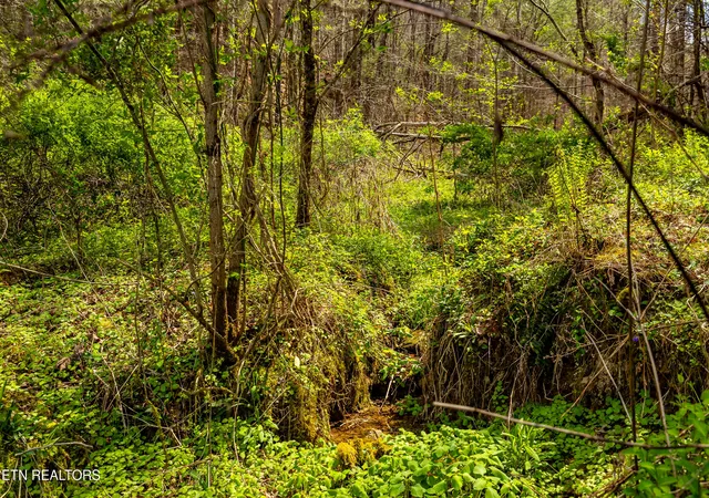 3rd image of 1700 Rafter Rd, Tellico Plains, TN 37385 | MLS# 1335876