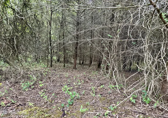 Photo 4 of Land for sale at Wedge Way #206, Tazewell, TN 37879 | MLS# 1337427 | Listing updated on 2026-04-22
