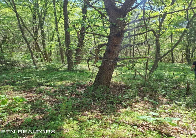 Homes for sale in Tellico Plains, TN | Payne Rd, Tellico Plains, TN 37385 | MLS# 1338537