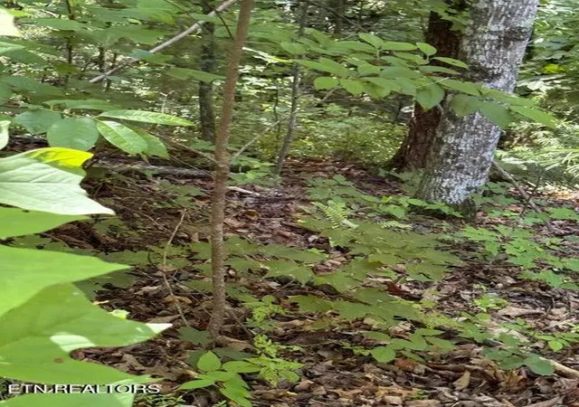 2nd image of Lot 4 Old Furnace Rd, Tellico Plains, TN 37385 | MLS# 1344793