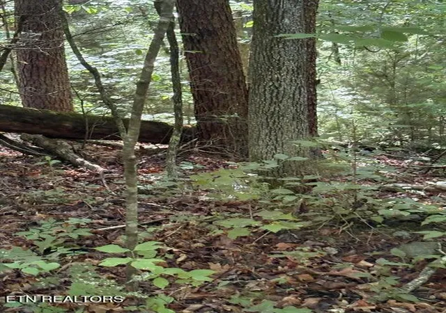 4th image of Lot 4 Old Furnace Rd, Tellico Plains, TN 37385 | MLS# 1344793