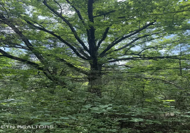 Photo 3 of Land for sale at 0 Thorngrove Pike, Knoxville, TN 37914 | MLS# 1342548 | Listing updated on 2026-06-02