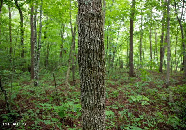 Photo 3 of Land for sale at 0 Lot 6 Cumberland Lakes Dr, Monterey, TN 38574 | MLS# 1344495 | Listing updated on 2026-09-28