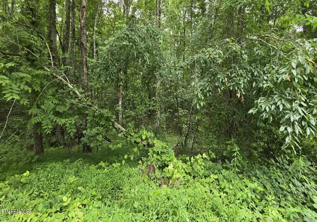 Homes for sale in Winfield, TN | Lot 48-49 Bear Creek Rd, Winfield, TN 37892 | MLS# 1344567