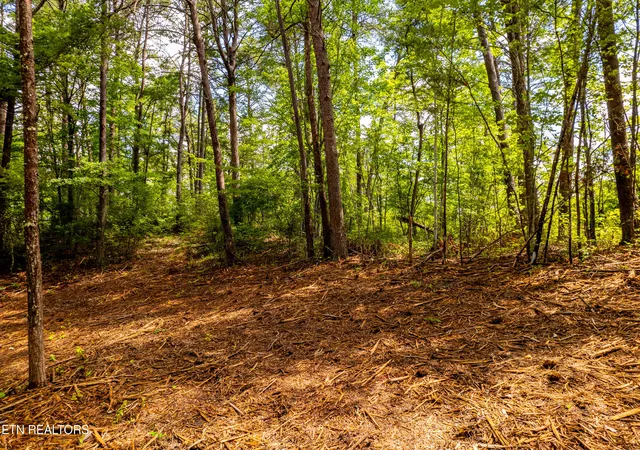 4th image of 154 Poplar Road Rd, Tellico Plains, TN 37385 | MLS# 1345784