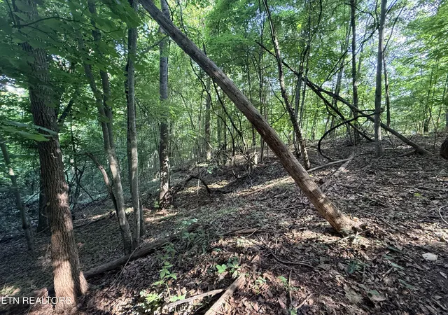 Homes for sale in New Tazewell, TN | Lot 188 Chimney Rock Rd, New Tazewell, TN 37825 | MLS# 1344889