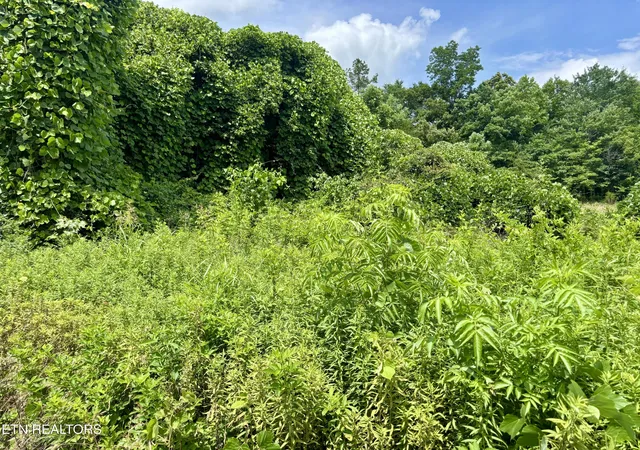 Photo 3 of Land for sale at 0 Davis Holw Rd, Harriman, TN 37748 | MLS# 1344667 | Listing updated on 2026-06-15