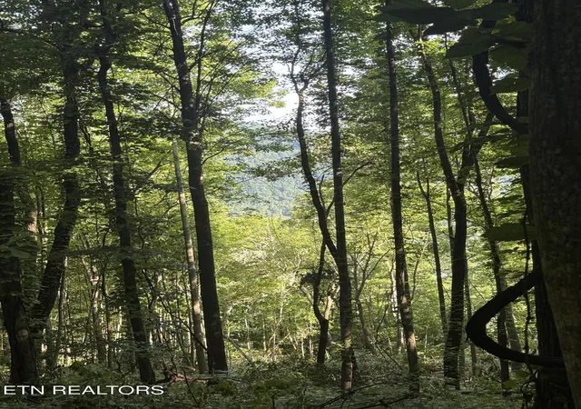 5th image of Tbd Wallens Ridge Rd, Big Stone Gap, VA 24219 | MLS# 1344728