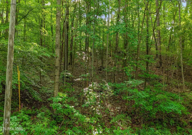 Homes for sale in Maynardville, TN | Lot 2 Graves Hollow Rd, Maynardville, TN 37807 | MLS# 1346036