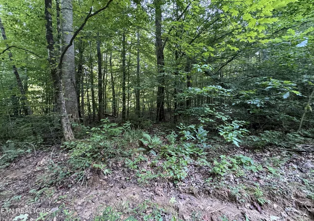 Photo 4 of Land for sale at 0 Brimstone Creek, Robbins, TN 37852 | MLS# 1353089 | Listing updated on 2026-08-26