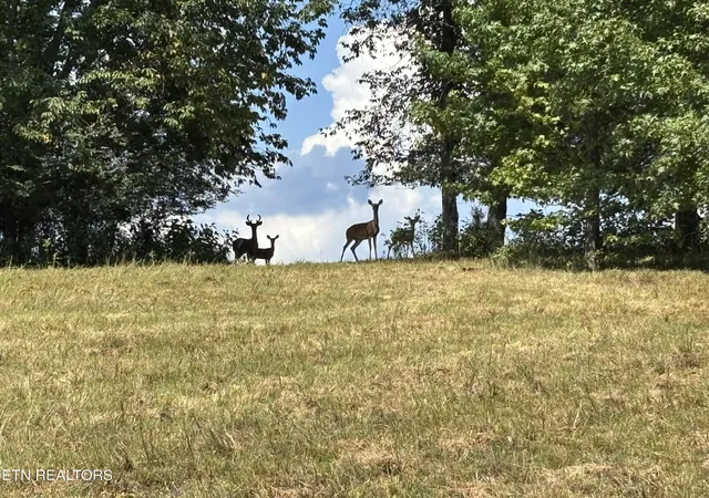 Photo 2 of Land for sale at W Shore Dr, Rockwood, TN 37854 | MLS# 1353439 | Listing updated on 2026-09-04