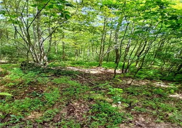 3rd image of 702 Shepherd Rd, Wharton Twp, PA 15437 | MLS# 1742712