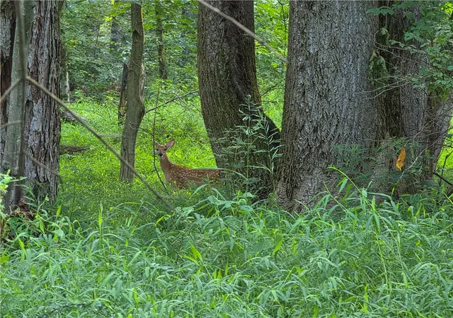 Photo 3 of Land for sale at 0 Darr Rd, Rostraver, PA 15012 | MLS# 1770719 | Listing updated on 2026-08-31