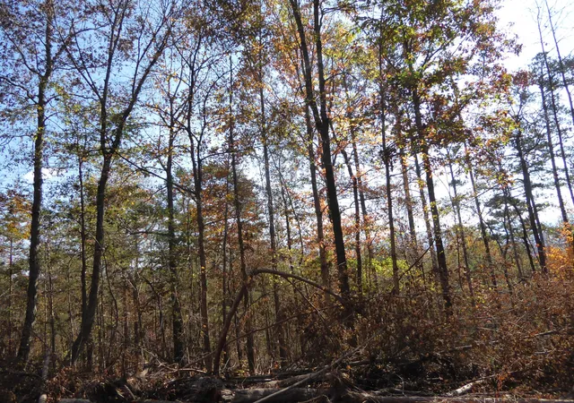 27th image of 0 Laurel Avenue, South Pittsburg, TN 37380 | MLS# 2598433