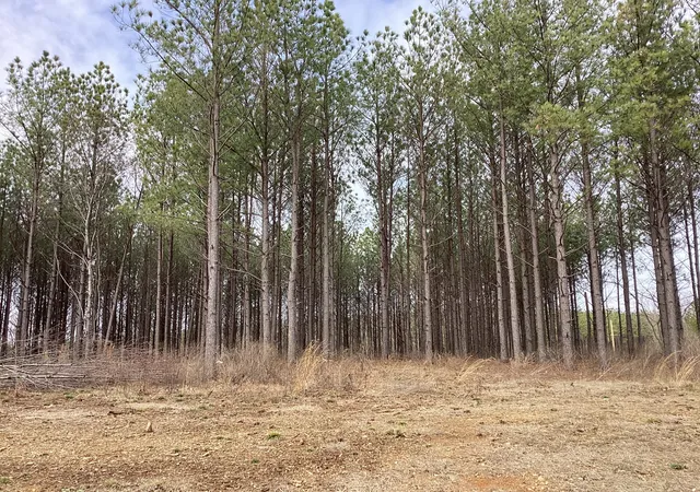Photo 4 of Land for sale at 36 Pioneer Dr, Linden, TN 37096 | MLS# 2624137 | Listing updated on 2026-09-05
