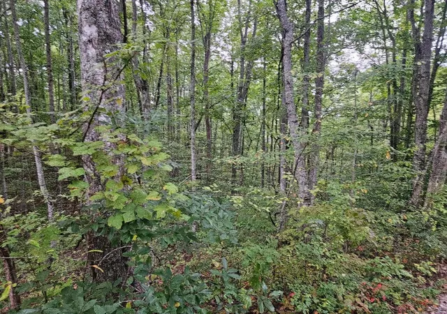 Homes for sale in Wilder, TN | 0 Sells Cemetery Road, Wilder, TN 38589 | MLS# 2707337