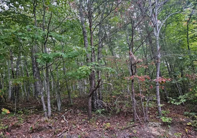 Homes for sale in Wilder, TN | 0 Sells Cemetery Road, Wilder, TN 38589 | MLS# 2707337