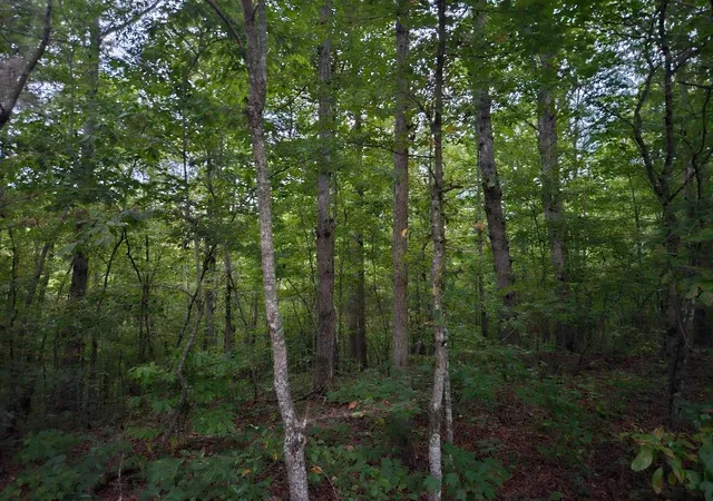Homes for sale in Wilder, TN | 0 Sandy Road, Wilder, TN 38589 | MLS# 2707338