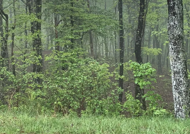3rd image of 225 Prospectors Way, Jasper, TN 37347 | MLS# 2714487
