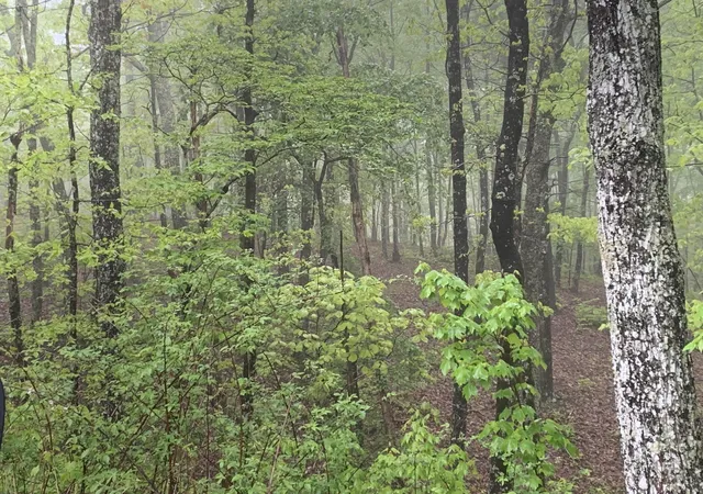 4th image of 225 Prospectors Way, Jasper, TN 37347 | MLS# 2714487