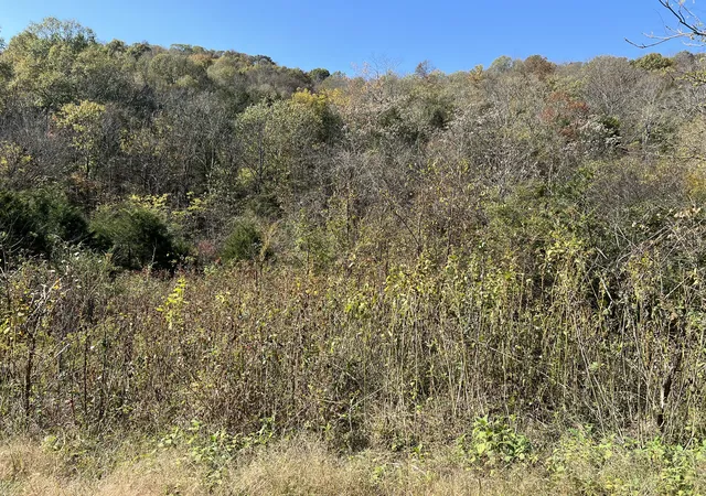 Photo 2 of Land for sale at 0 Reece Holw Rd, Carthage, TN 37030 | MLS# 2752906 | Listing updated on 2026-06-30