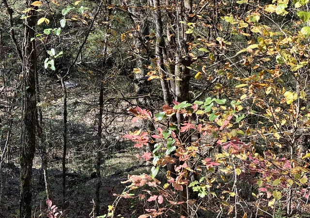 Photo 4 of Land for sale at 0 Reece Holw Rd, Carthage, TN 37030 | MLS# 2752906 | Listing updated on 2026-06-30