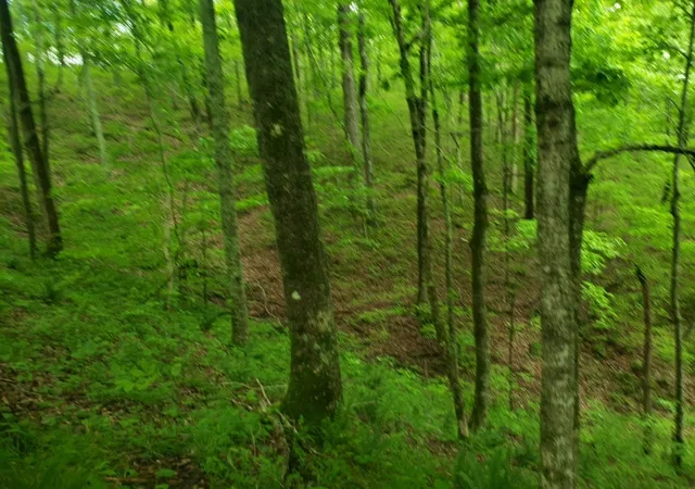 Homes for sale in Pleasant Shade, TN | 0 Sycamore Valley Rd, Pleasant Shade, TN 37145 | MLS# 2770787