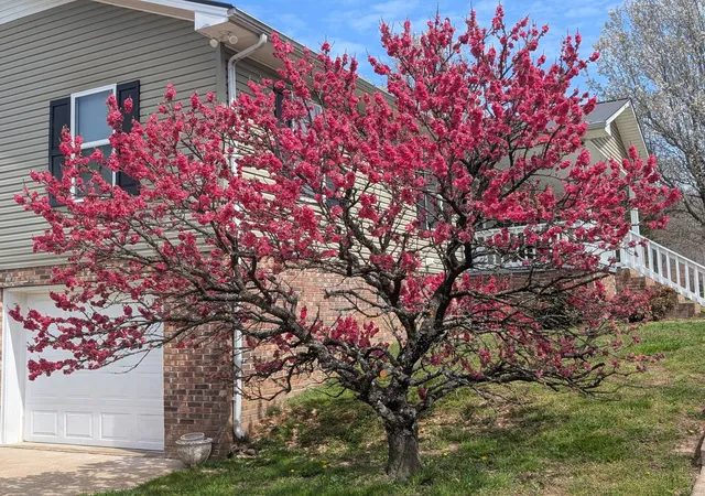 3rd image of 134 Cane Creek Rd, Hohenwald, TN 38462 | MLS# 2797258