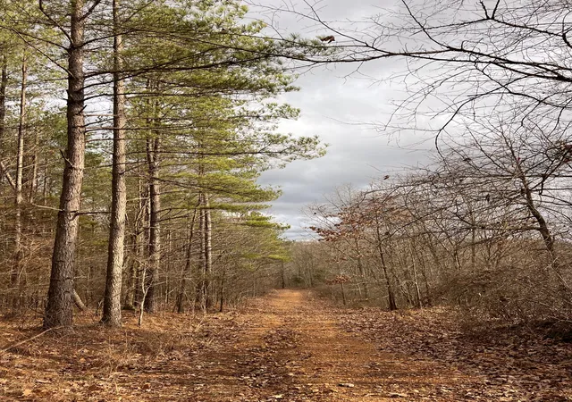 Photo 4 of Land for sale at 0 Bear Creek Lot 53 Rd, Waverly, TN 37185 | MLS# 2780249 | Listing updated on 2026-09-04